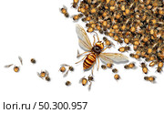 Giant Hornet Predator Attacking Bees as a Murder hornet or Asian giant insect that kills honeybees as an animal concept for an invasive speciesin a 3D illustration style. Стоковое фото, агентство Ingram Publishing / Фотобанк Лори