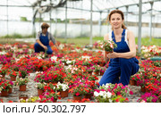 Attentive garden shop worker in casual blue overall diligently tends to flowers of the Balsaminaceae genus, surrounded by variety of potted plants. Стоковое фото, фотограф Яков Филимонов / Фотобанк Лори