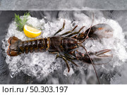 Fresh raw canadian lobster on heap of ice on black stone plate with icy frost cold steam fog. Fresh food seafood at market concept. Стоковое фото, агентство Ingram Publishing / Фотобанк Лори