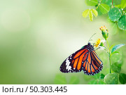 Beautiful butterfly in the wild. Стоковое фото, агентство Ingram Publishing / Фотобанк Лори
