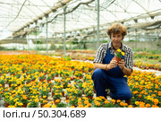 Male worker inspects young generation of pot marigolds plants. Ornamental plants, landscaping, landscape design, transplant seedlings. Стоковое фото, фотограф Яков Филимонов / Фотобанк Лори
