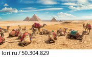 Camels in sandy desert near pyramids at day. Стоковое фото, агентство Ingram Publishing / Фотобанк Лори