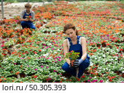Attentive garden shop worker in casual blue overall diligently tends to flowers of the Balsaminaceae genus, surrounded by variety of potted plants. Стоковое фото, фотограф Яков Филимонов / Фотобанк Лори