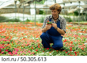 Male farm worker caring for flowers of the Balsaminaceae genus in greenhouse. Стоковое фото, фотограф Яков Филимонов / Фотобанк Лори