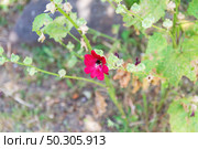 Цветок красной мальвы, Штокроза, Alcea, просвирник, род двулетних и многолетних растений семейства мальвовых. Стоковое фото, фотограф Андрей Цыганков / Фотобанк Лори