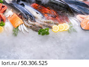 Top view of variety of fresh luxury seafood, Lobster salmon mackerel crayfish prawn octopus mussel and scallop, on ice background with icy smoke in seafood market. Photo With Copy space. Стоковое фото, агентство Ingram Publishing / Фотобанк Лори