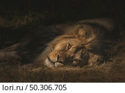 A closeup shot of a lion laying on a dry grassy field while looking towards the camera with a blurred background. Closeup shot of a lion laying on a dry grassy field while looking towards the camera. Стоковое фото, агентство Ingram Publishing / Фотобанк Лори