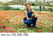 Attentive garden shop worker in casual blue overall diligently tends to flowers of the Balsaminaceae genus, surrounded by variety of potted plants. Стоковое фото, фотограф Яков Филимонов / Фотобанк Лори