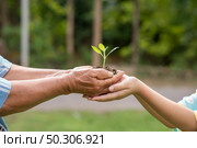 A small tree growing with soil forwarded or delivered between the hands of the elderly and children with the green forest background. Showed the care for the environment with sustainable development. Стоковое фото, агентство Ingram Publishing / Фотобанк Лори
