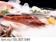 Side view of variety of fresh luxury seafood, Lobster Snapper Crayfish sea bass prawn octopus, on ice background with icy smoke in seafood market with black background. Стоковое фото, агентство Ingram Publishing / Фотобанк Лори