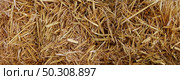 Bale of hay background as an agriculture farm and farming symbol of harvest time with dried grass straw as a bundled tied haystack as a thanksgiving autumn and fall season symbol. Стоковое фото, агентство Ingram Publishing / Фотобанк Лори