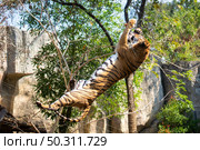 tiger wildlife mammal predator, wild carnivore animal, bengal tiger showing in zoo. Стоковое фото, агентство Ingram Publishing / Фотобанк Лори