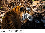 tiger wildlife mammal predator, wild carnivore animal, bengal tiger showing in zoo. Стоковое фото, агентство Ingram Publishing / Фотобанк Лори