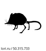 Spiny pocket mice silhouette. Smooth and clean lines. High detailed Spiny pocket mice silhouette. Vector Illustration.. rodents silhouettes. Стоковая иллюстрация, агентство Ingram Publishing / Фотобанк Лори