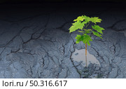 Against all odds metaphor and persistence to survive symbol as a sapling growing out of an asphalt pot hole. Стоковое фото, агентство Ingram Publishing / Фотобанк Лори