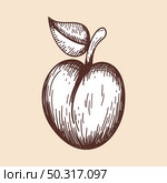 Icon Of Plum. Hand Drawn Sketch. Retro Vintage Design. Vector Illustration. Стоковая иллюстрация, агентство Ingram Publishing / Фотобанк Лори