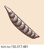 Pea Icon. Hand Drawn Sketch Design. Vector Illustration. Стоковая иллюстрация, агентство Ingram Publishing / Фотобанк Лори