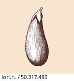 Eggplant Icon. Hand Drawn Sketch Design. Vector Illustration. Стоковая иллюстрация, агентство Ingram Publishing / Фотобанк Лори
