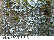 Close-up of lichen and moss on tree bark with detailed texture. Стоковое фото, фотограф Zakharova Natasha / Фотобанк Лори