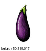 Eggplant Icon. Hand Drawn Sketch Design. Vector Illustration. Стоковая иллюстрация, агентство Ingram Publishing / Фотобанк Лори