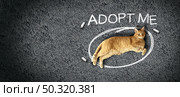 Pet adoption and adopting pets or cat adoptions or rescue animal shelter awareness as a feline laying on street asphalt with chalk drawing. Стоковое фото, агентство Ingram Publishing / Фотобанк Лори