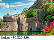 Bird over Bastion in Kotor at sunny summer day. Стоковое фото, агентство Ingram Publishing / Фотобанк Лори