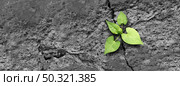 Ecology concept and new life symbol as a seedling young plant overcoming a difficult environment growing through a crack in cement as a persistence and determination metaphor. Стоковое фото, агентство Ingram Publishing / Фотобанк Лори