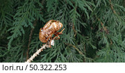 Cicada bug exoskeleton molt as an insect molting an outer shell as cicadas becoming an adult with a blurred tree background as the biology science of Entomology. Стоковое фото, агентство Ingram Publishing / Фотобанк Лори