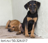cute rescue dogs shelter waiting adopted. Стоковое фото, агентство Ingram Publishing / Фотобанк Лори