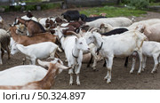 high angle goats farm. Стоковое фото, агентство Ingram Publishing / Фотобанк Лори