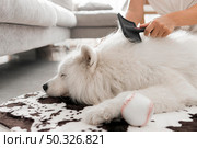 beautiful fluffy white dog. Beautiful photo. beautiful fluffy white dog. Стоковое фото, агентство Ingram Publishing / Фотобанк Лори