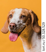 lovely dog sticking out his tongue. High resolution photo. lovely dog sticking out his tongue. High quality photo. Стоковое фото, агентство Ingram Publishing / Фотобанк Лори