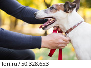 owner putting leash pet. High resolution photo. owner putting leash pet. High quality photo. Стоковое фото, агентство Ingram Publishing / Фотобанк Лори