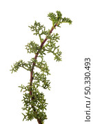 A member of the aster or sunflower family, field wormwood is also known as field mugwort. This plant is aromatic and grows nodding flowers that do not have petals. It grows as a biennial in sunny, dry soils. Isolated on white background. Стоковое фото, агентство Ingram Publishing / Фотобанк Лори