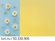 top view white daisy flowers baby s breath flowers dual background. High resolution photo. top view white daisy flowers baby s breath flowers dual background. High quality photo. Стоковое фото, агентство Ingram Publishing / Фотобанк Лори