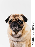 apricot fawn pug dog flat face sad eyes. High resolution photo. apricot fawn pug dog flat face sad eyes. High quality photo. Стоковое фото, агентство Ingram Publishing / Фотобанк Лори