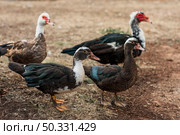 group ducks dark feathers. High resolution photo. group ducks dark feathers. High quality photo. Стоковое фото, агентство Ingram Publishing / Фотобанк Лори