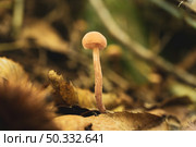 Closeup of mushroom in the forest floor. Стоковое фото, агентство Ingram Publishing / Фотобанк Лори