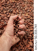 From above crop male hand taking pile of organic unpeeled raw beans of cocoa tree. Crop person with handful of cocoa beans. Стоковое фото, агентство Ingram Publishing / Фотобанк Лори
