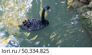 Black swan glides gracefully on a peaceful pond, beauty of nature and tranquility of the moment, Ornithology and birdwatching Animal in the wild Natural background Cygnus atratus. Стоковое фото, фотограф Елена Гоосен / Фотобанк Лори