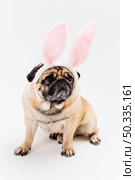 funny cute grim pug pink bunny ears. Стоковое фото, агентство Ingram Publishing / Фотобанк Лори