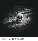 dead illuminated cranium placed grey soil. Стоковое фото, агентство Ingram Publishing / Фотобанк Лори