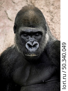 gorilla. Стоковое фото, агентство Ingram Publishing / Фотобанк Лори