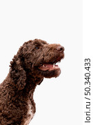 poodle with open mouth. Стоковое фото, агентство Ingram Publishing / Фотобанк Лори