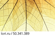 flat lay transparent leaves. Стоковое фото, агентство Ingram Publishing / Фотобанк Лори