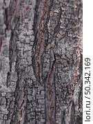 texture close up wood. Стоковое фото, агентство Ingram Publishing / Фотобанк Лори