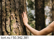 woman touching tree with hand. Стоковое фото, агентство Ingram Publishing / Фотобанк Лори