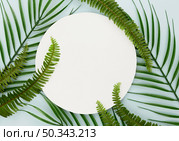 top view thin leaves ferns with copy space. Стоковое фото, агентство Ingram Publishing / Фотобанк Лори