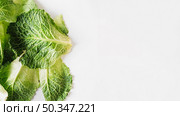 cabbage leafs white background. Стоковое фото, агентство Ingram Publishing / Фотобанк Лори