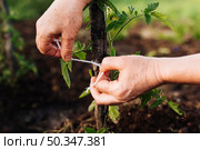 close up staking plant. Стоковое фото, агентство Ingram Publishing / Фотобанк Лори